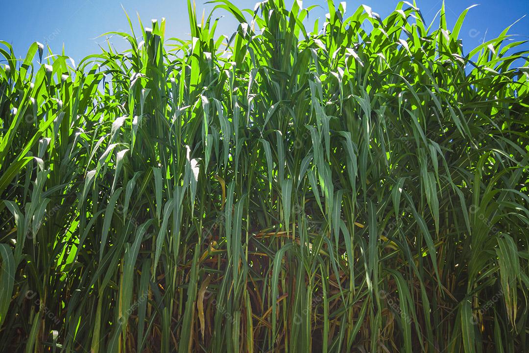Plantação de cana-de-açúcar no Brasil Imagem JPG