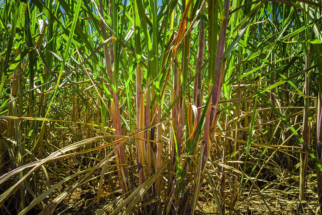 Plantação de cana-de-açúcar no Brasil Imagem JPG