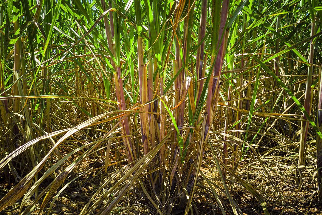 Plantação de cana-de-açúcar no Brasil Imagem JPG