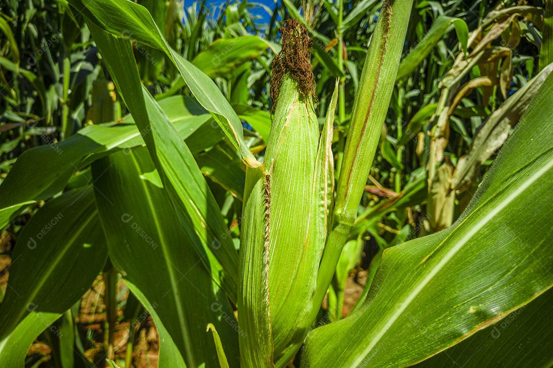 Belo milharal, plantação de milho e céu azul Imagem JPG
