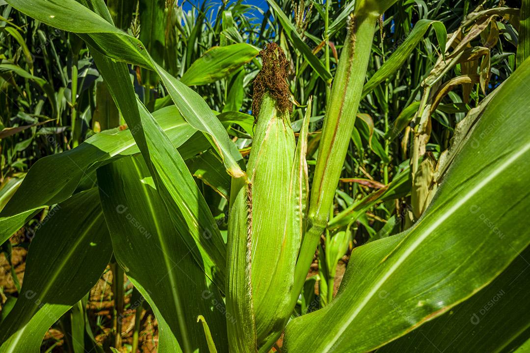 Belo milharal, plantação de milho e céu azul Imagem JPG