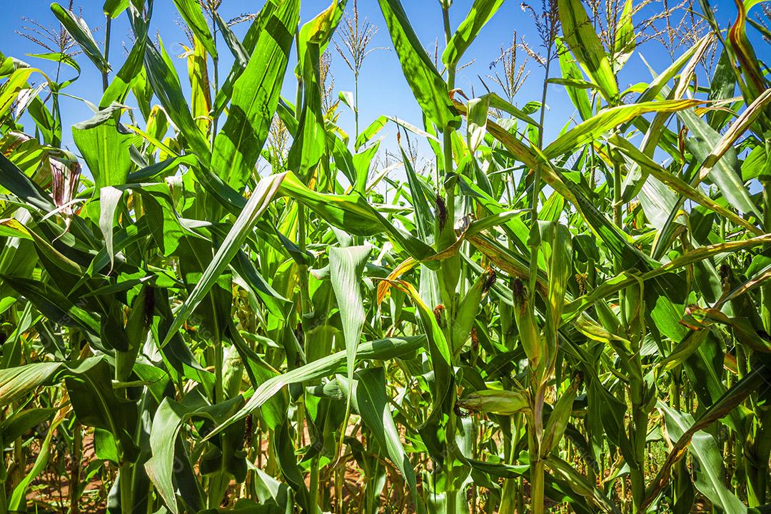 Belo milharal, plantação de milho e céu azul Imagem JPG