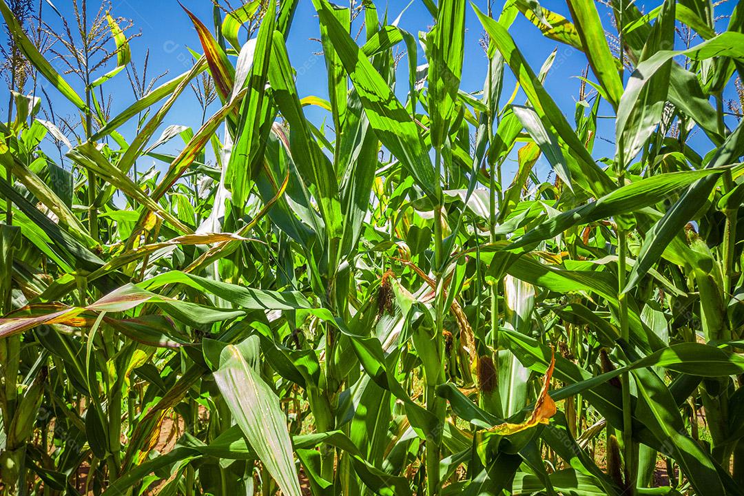 Belo milharal, plantação de milho e céu azul Imagem JPG