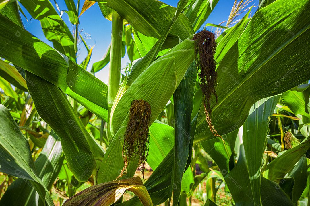 Belo milharal, plantação de milho e céu azul Imagem JPG