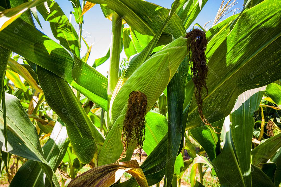Belo milharal, plantação de milho e céu azul Imagem JPG