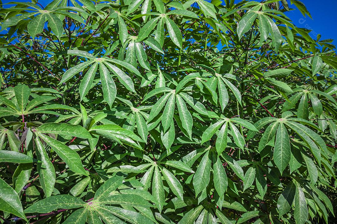 Fotos Mandioca, também chamada de mandioca, mandioca, balinghoy, mogo, mandioca