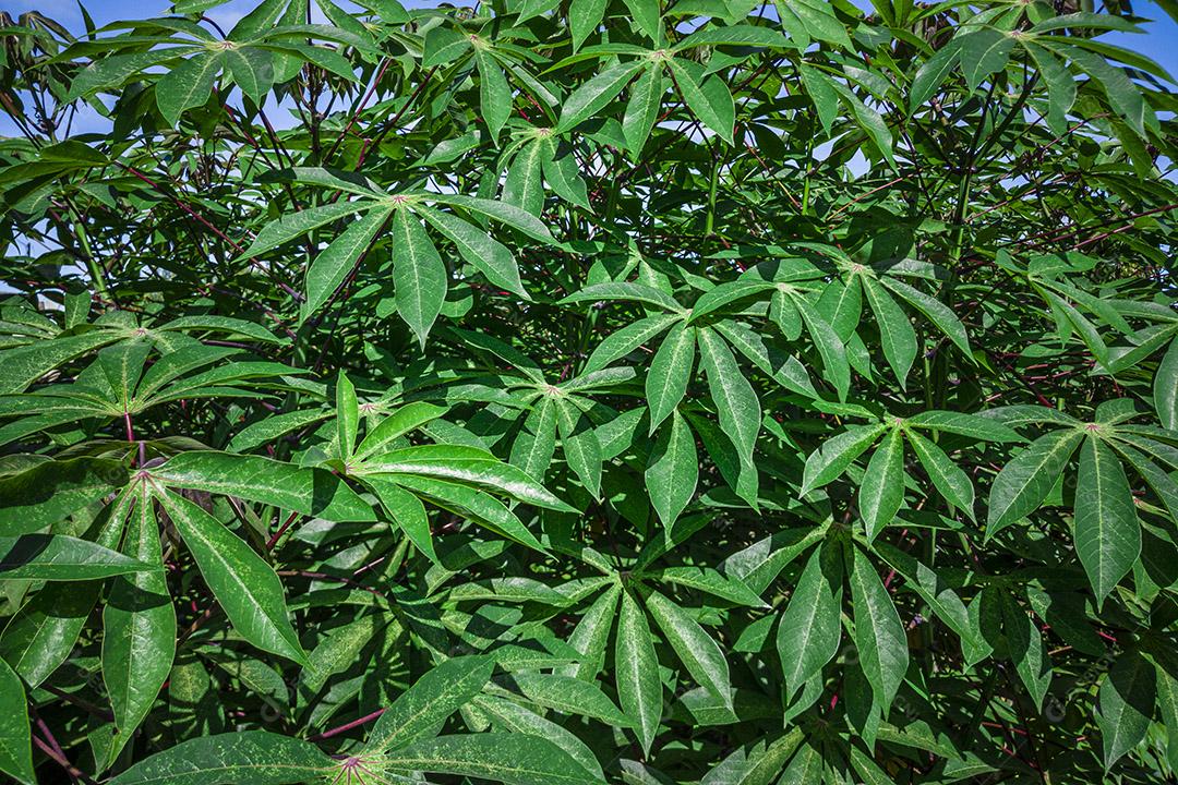 Fotos Mandioca, também chamada de mandioca, mandioca, balinghoy, mogo, mandioca