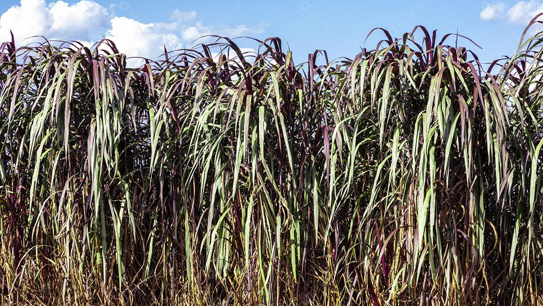 Fotos Pennisetum purpureum (nome atualizado: Cenchrus purpureus Schumach), também