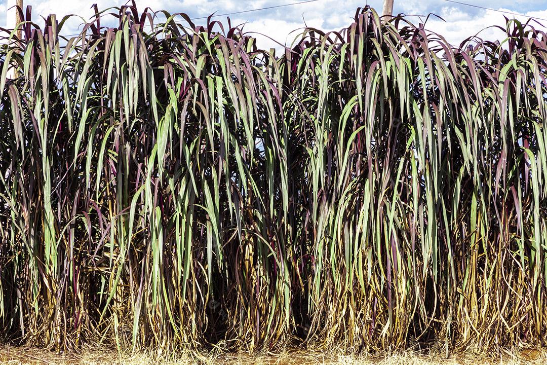 Fotos Pennisetum purpureum (nome atualizado: Cenchrus purpureus Schumach), também