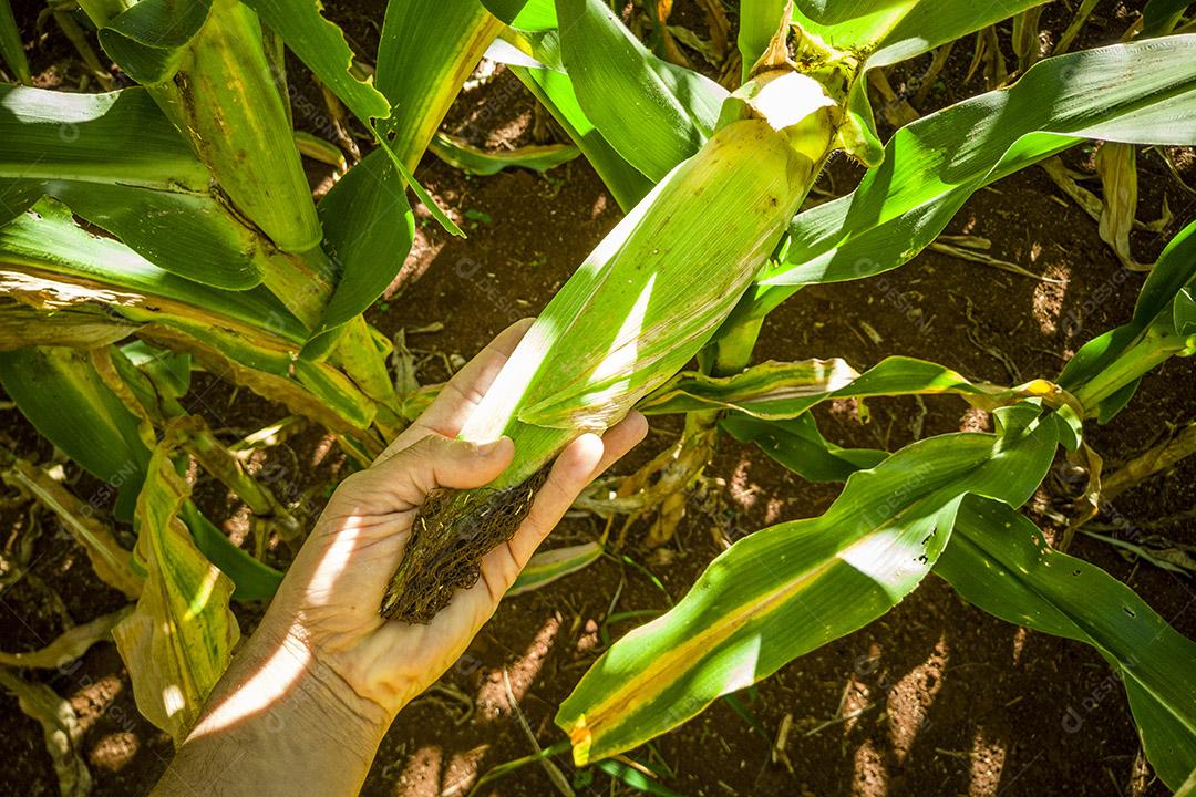 Belo milharal, plantação de milho Imagem JPG