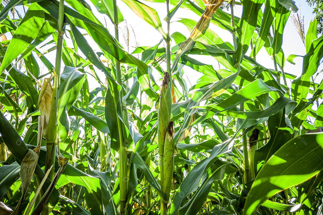 Belo milharal, plantação de milho e céu azul Imagem JPG