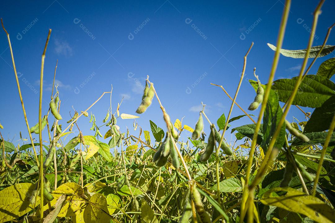 Linda plantação de soja (Glycine max) e ao fundo um maravilhoso céu azul. Imagem JPG