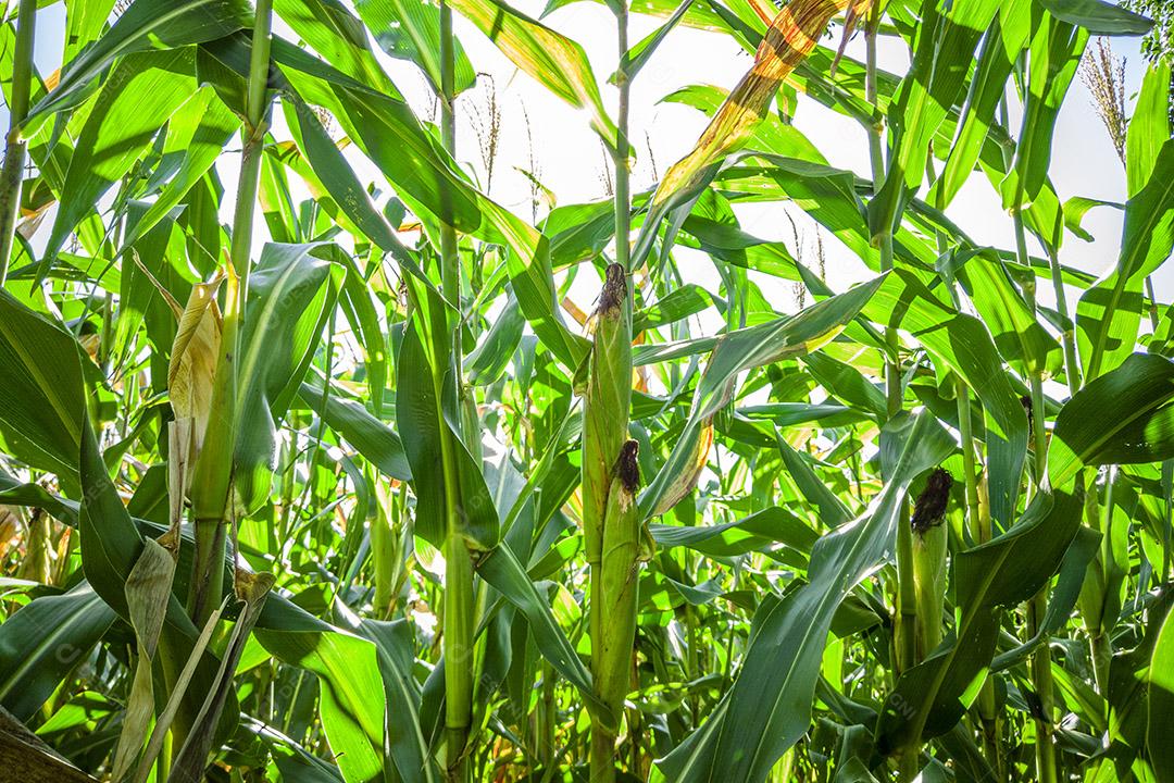 Belo milharal, plantação de milho e céu azul Imagem JPG