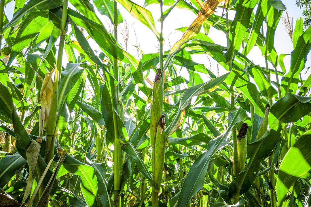 Belo milharal, plantação de milho e céu azul Imagem JPG