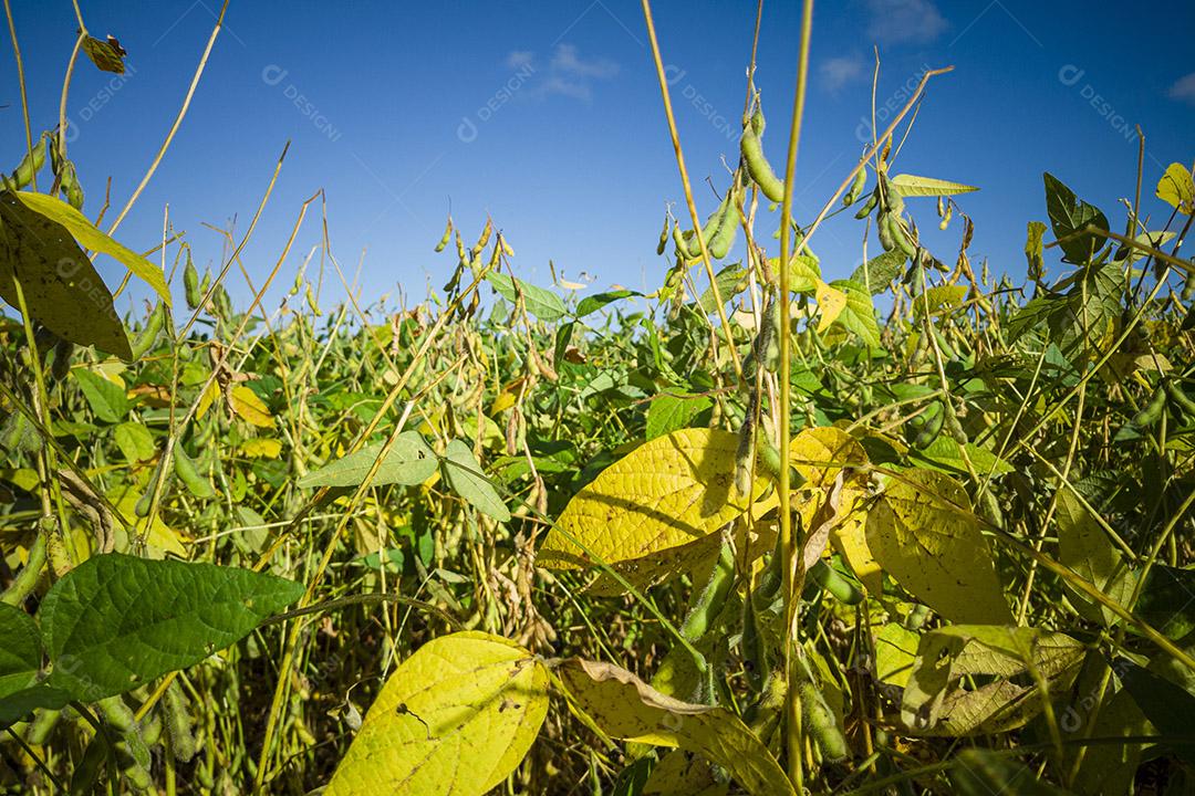 linda plantação de soja (Glycine max) e ao fundo um maravilhoso céu azul. Imagem JPG