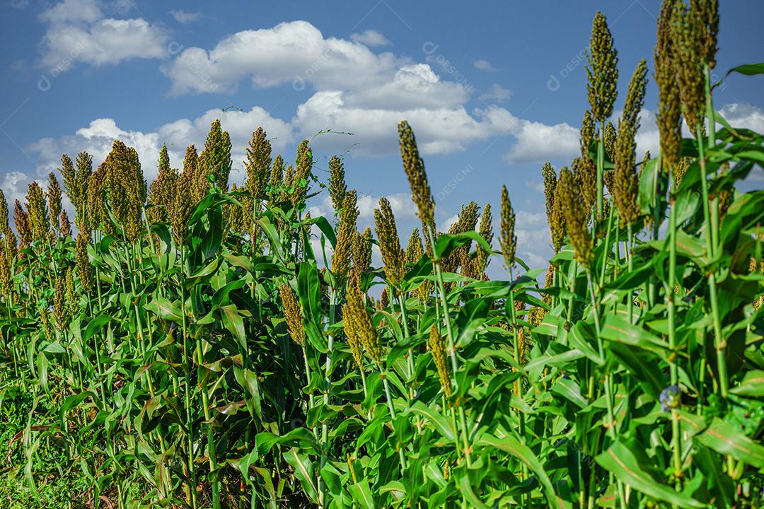 O sorgo bicolor é um gênero de plantas com flores na família da grama Imagem JPG