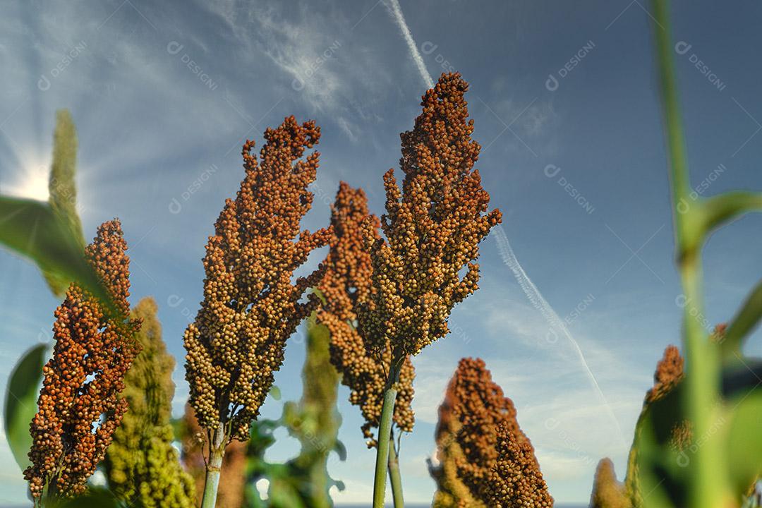 O sorgo bicolor é um gênero de plantas com flores na família da grama Imagem JPG