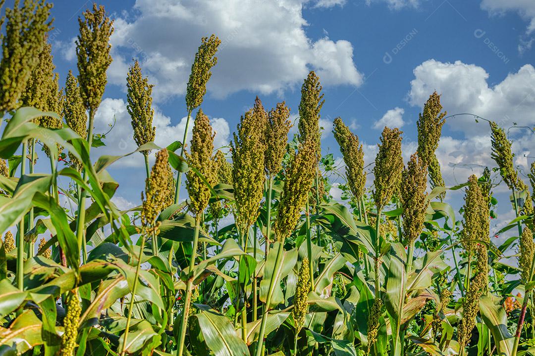 O sorgo bicolor é um gênero de plantas com flores na família da grama Imagem JPG