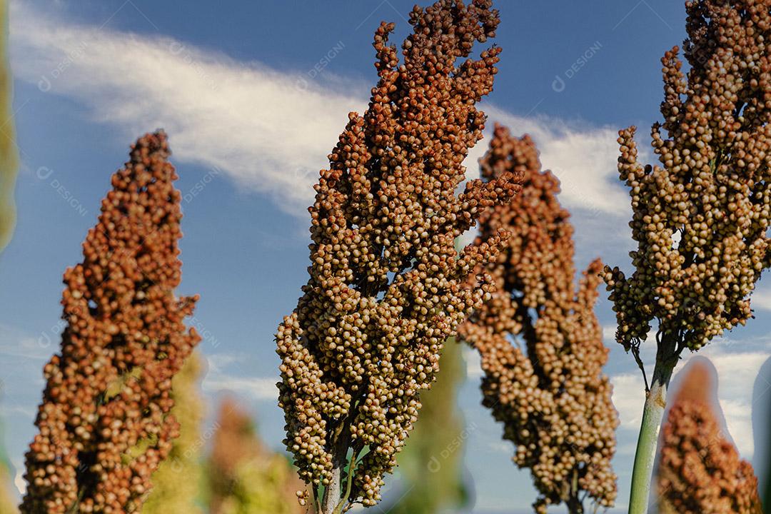 O sorgo bicolor é um gênero de plantas com flores na família da grama Imagem JPG