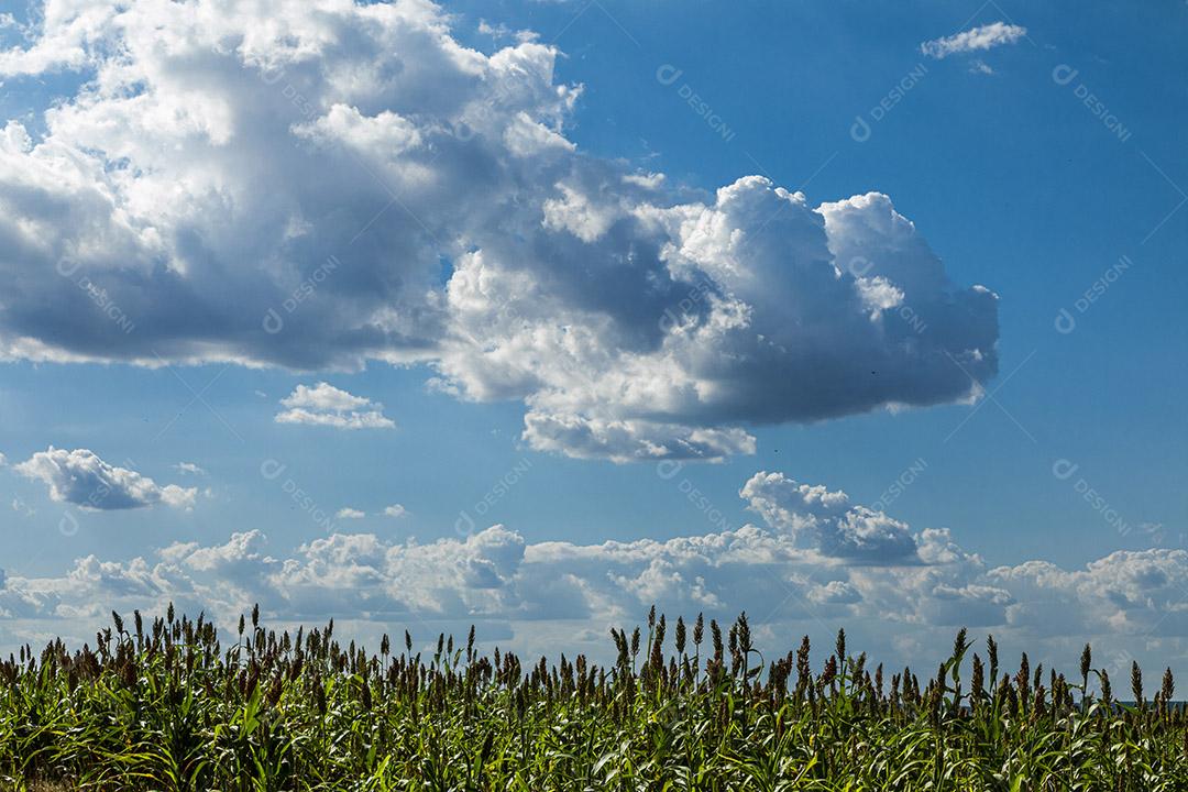 O sorgo bicolor é um gênero de plantas com flores na família da grama Imagem JPG