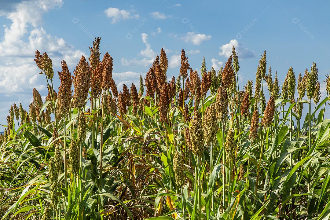 Fotos Sorghum bicolor é um gênero de plantas com flores da família das gramíneas Poaceae.