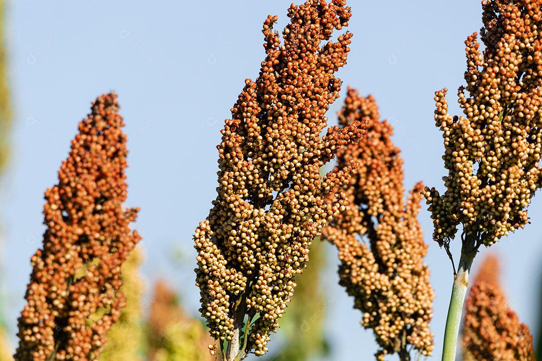 O sorgo bicolor é um gênero de plantas com flores na família da grama Imagem JPG