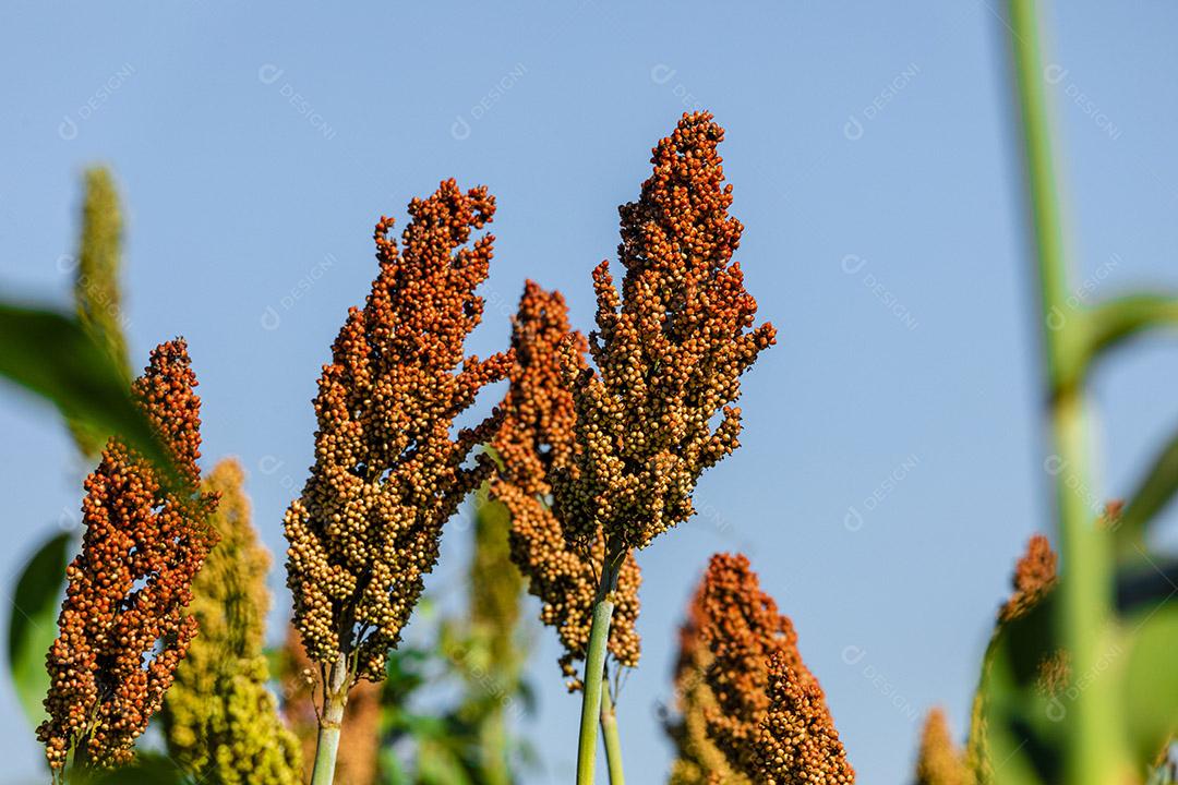 O sorgo bicolor é um gênero de plantas com flores na família da grama Imagem JPG