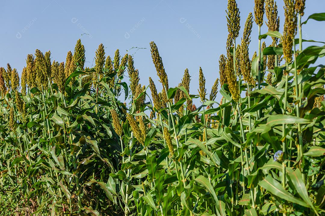 O sorgo bicolor é um gênero de plantas com flores na família da grama Imagem JPG