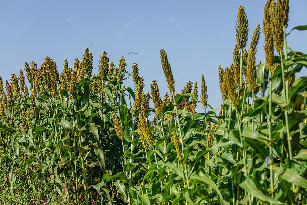 O sorgo bicolor é um gênero de plantas com flores na família da grama Imagem JPG