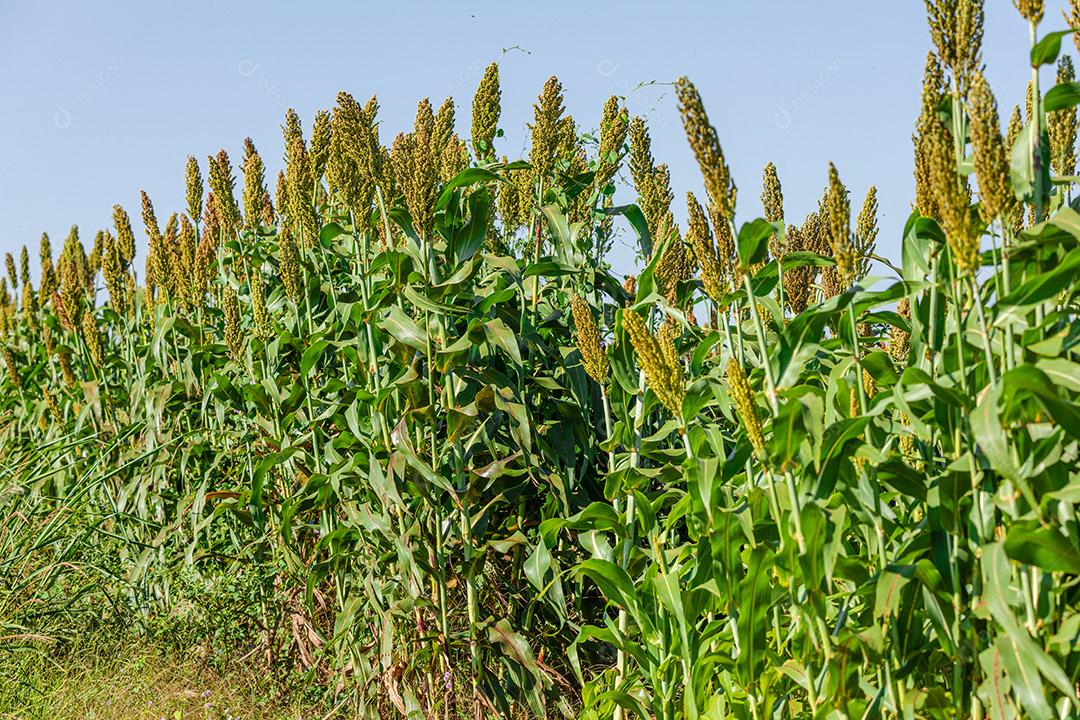 Sorgo bicolor é um gênero de plantas com flores na família da grama Imagem JPG