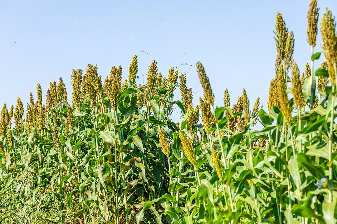 Sorgo bicolor é um gênero de plantas com flores na família da grama Imagem JPG