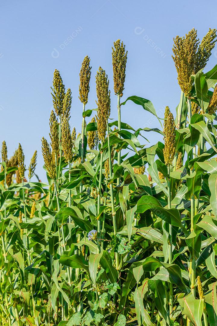 Sorgo bicolor é um gênero de plantas com flores na família da grama Imagem JPG