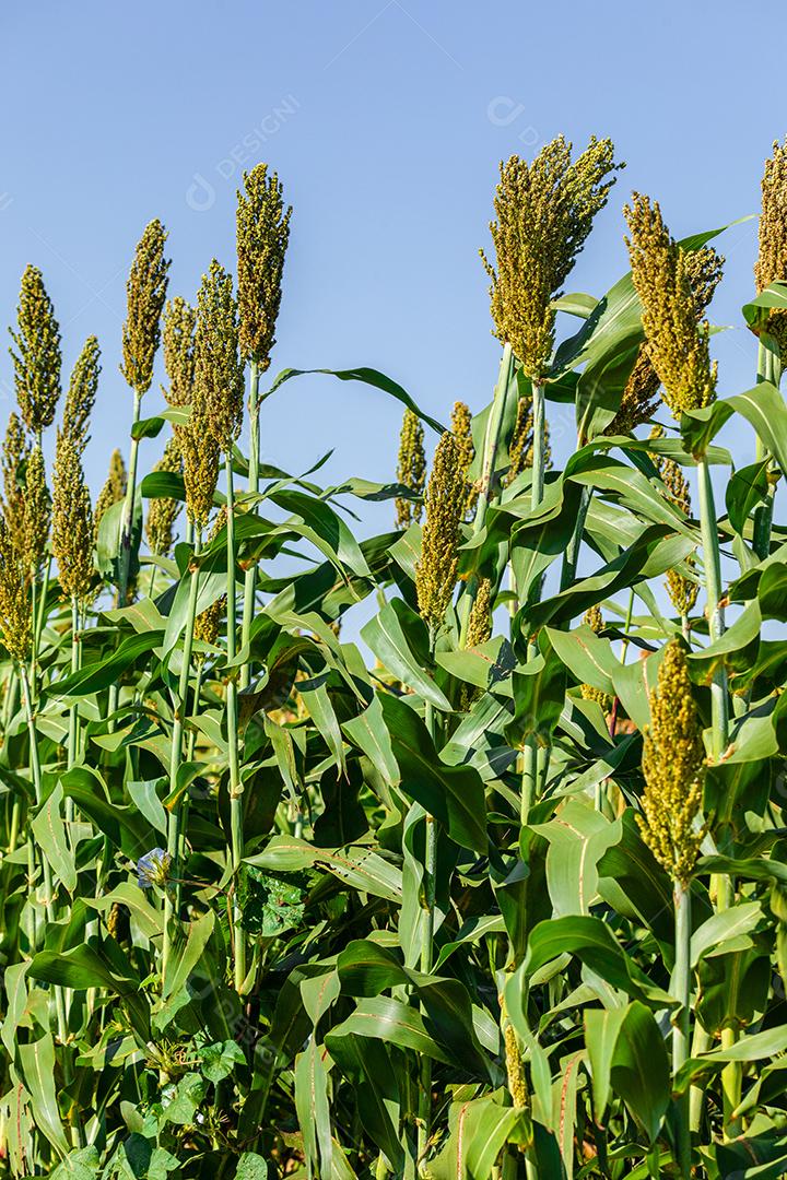 O sorgo bicolor é um gênero de plantas com flores na família da grama Imagem JPG