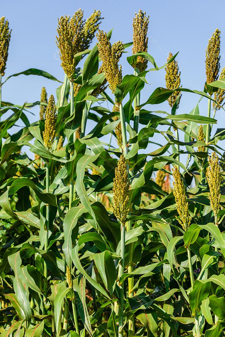 O sorgo bicolor é um gênero de plantas com flores na família da grama Imagem JPG