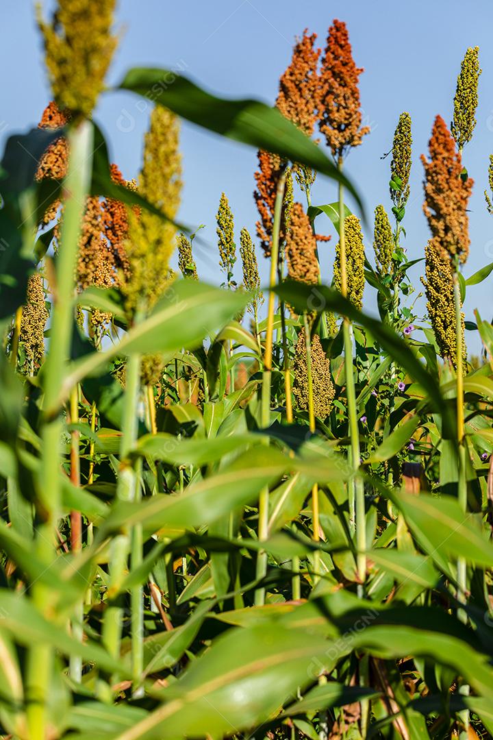 O sorgo bicolor é um gênero de plantas com flores na família da grama Imagem JPG