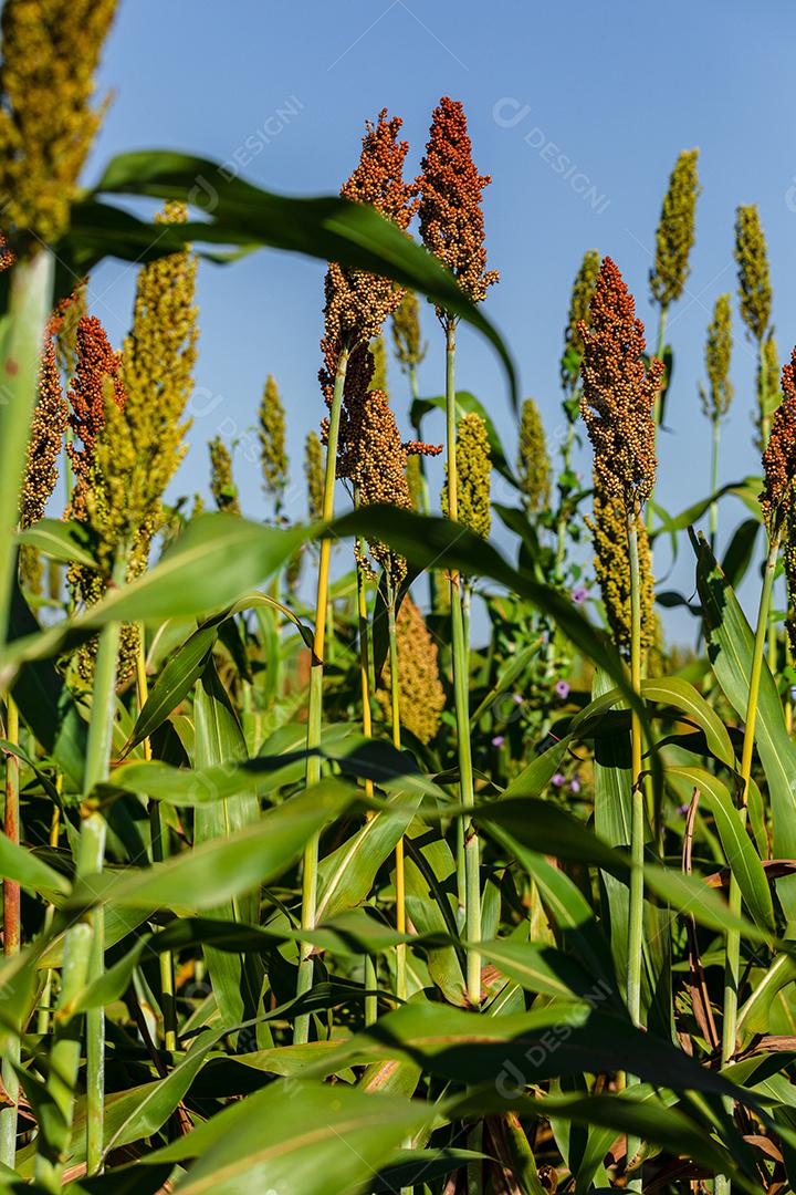 O sorgo bicolor é um gênero de plantas com flores na família da grama Imagem JPG