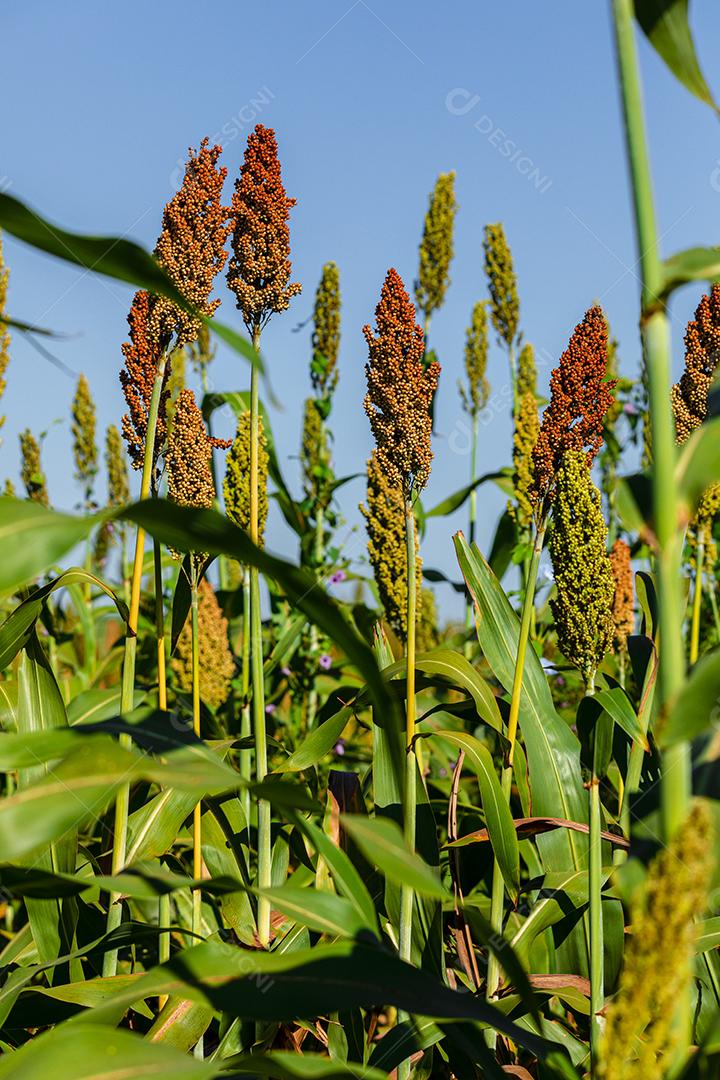 O sorgo bicolor é um gênero de plantas com flores na família da grama Imagem JPG