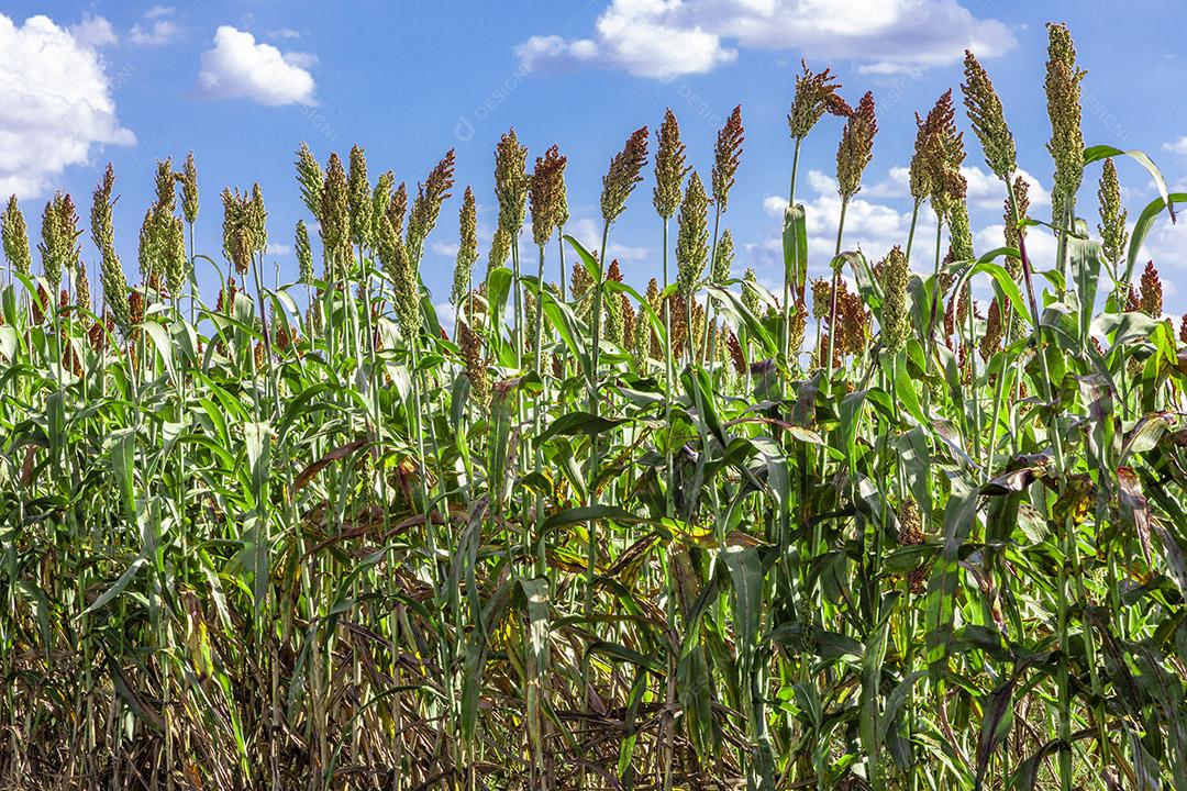Sorgo bicolor é um gênero de plantas com flores na família da grama Imagem JPG