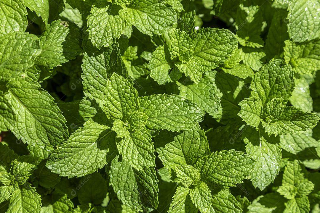 Plantas hortelã plantio Imagem JPG