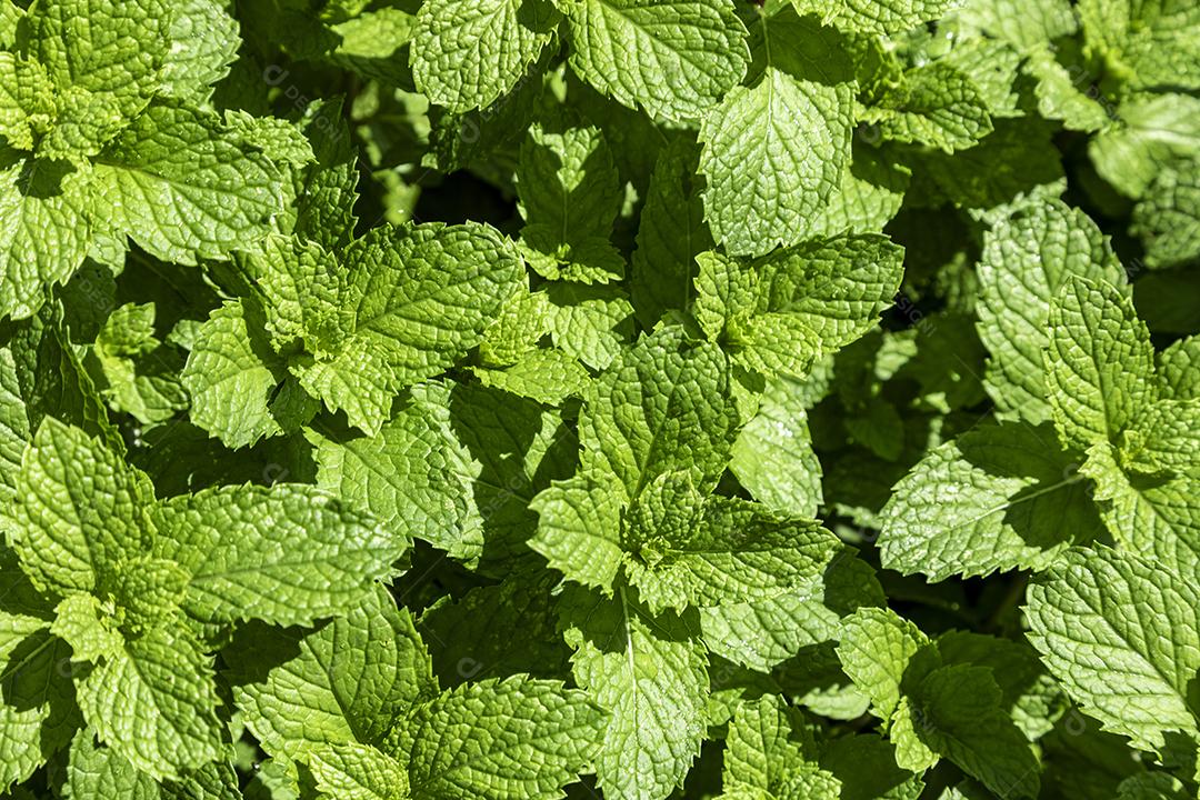 Plantas hortelã plantio Imagem JPG