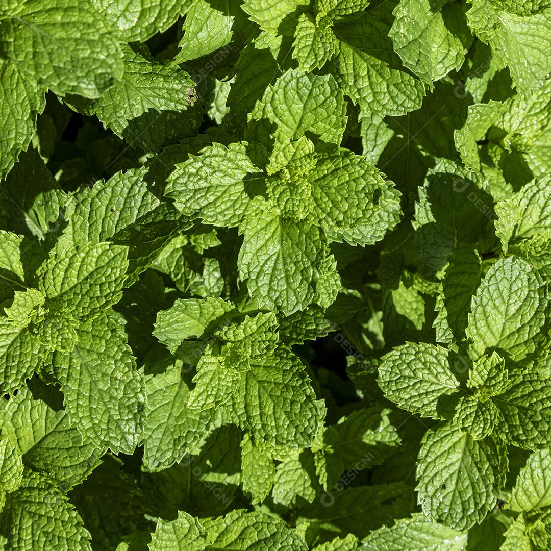 Plantas hortelã plantio Imagem JPG