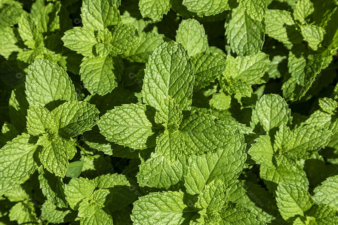 Plantas hortelã plantio Imagem JPG