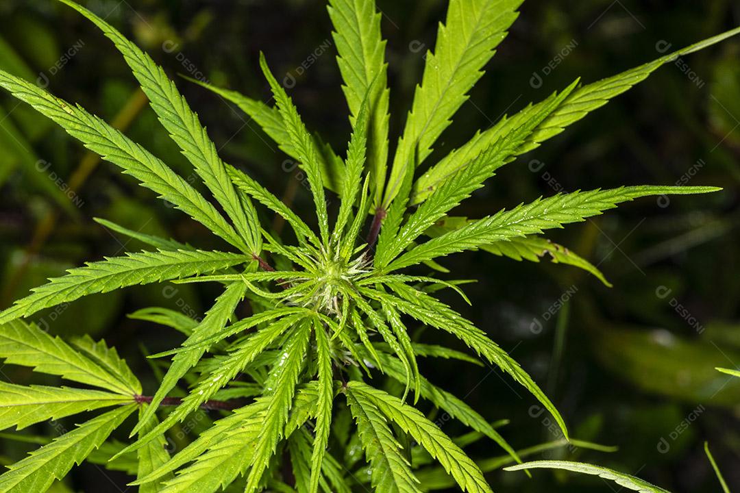 Planta de cannabis encontrada no mato, maconha Imagem JPG