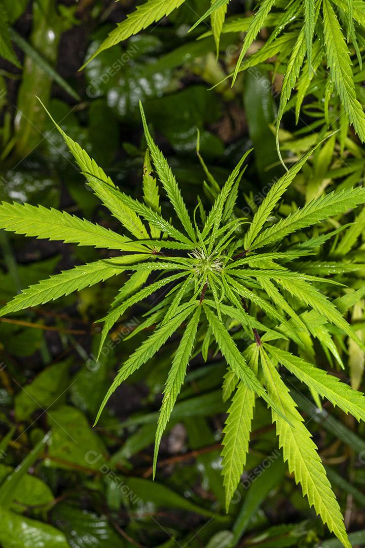 Planta de cannabis encontrada no mato, maconha Imagem JPG