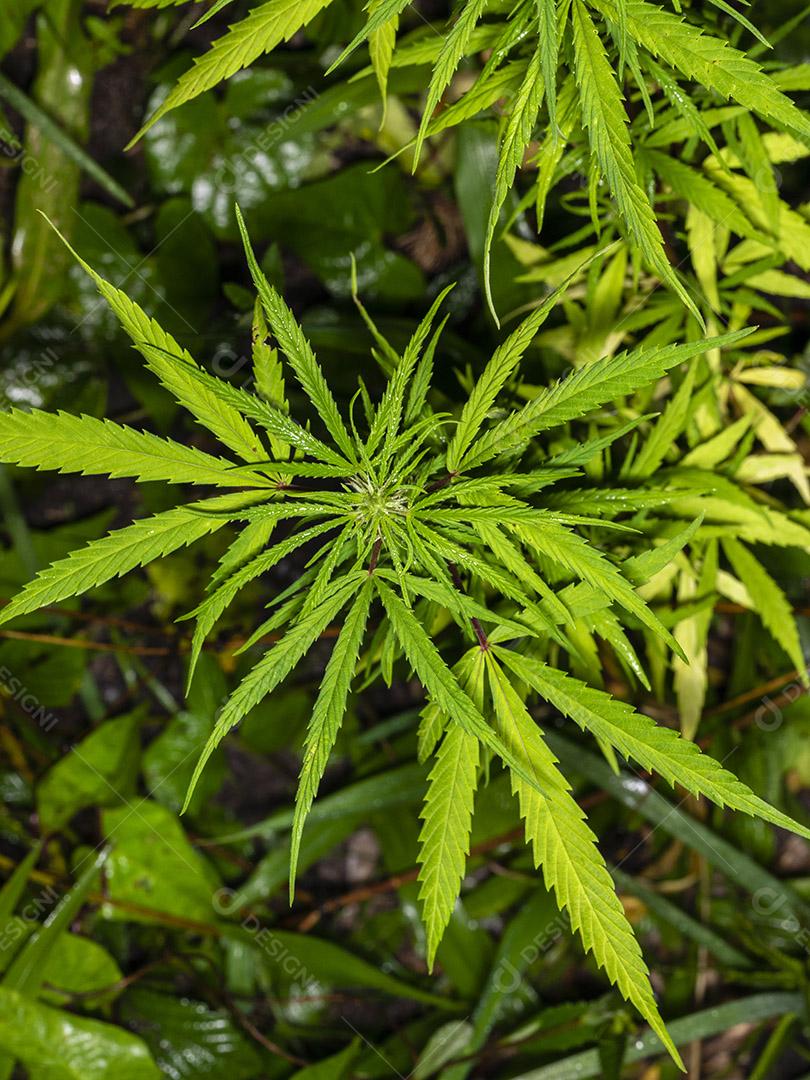 Planta de cannabis encontrada no mato, maconha Imagem JPG