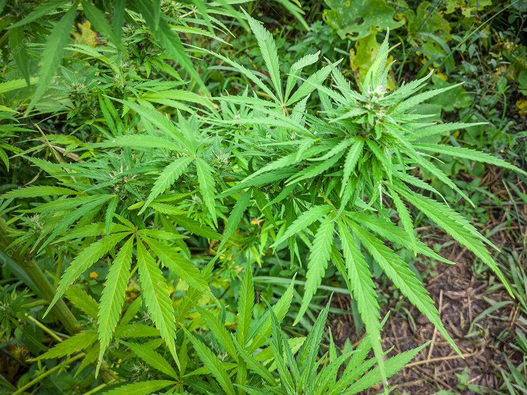 Planta de cannabis encontrada no mato, maconha Imagem JPG