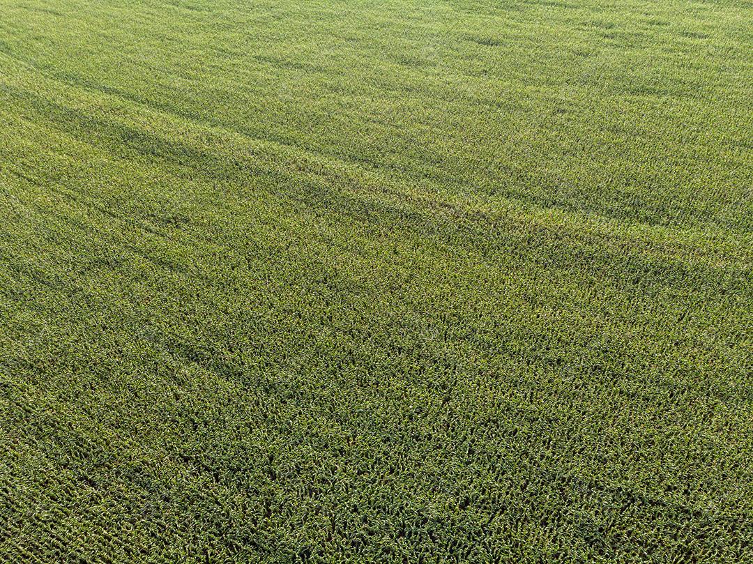 Campo plantaçao agropecuaria imagem JPG