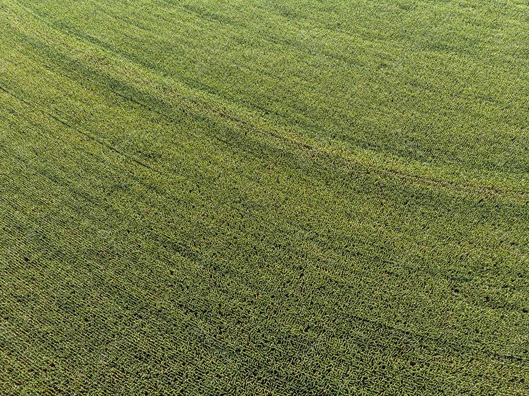 Campo plantaçao agropecuaria imagem JPG