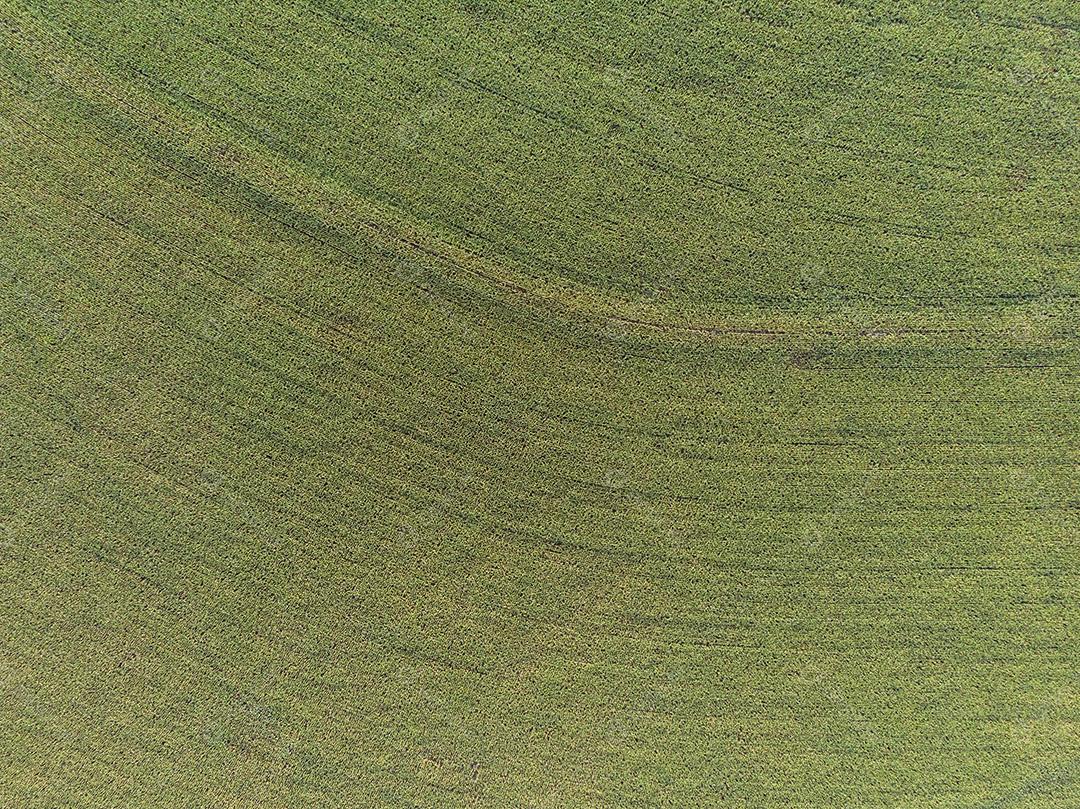 Campo plantaçao agropecuaria imagem JPG