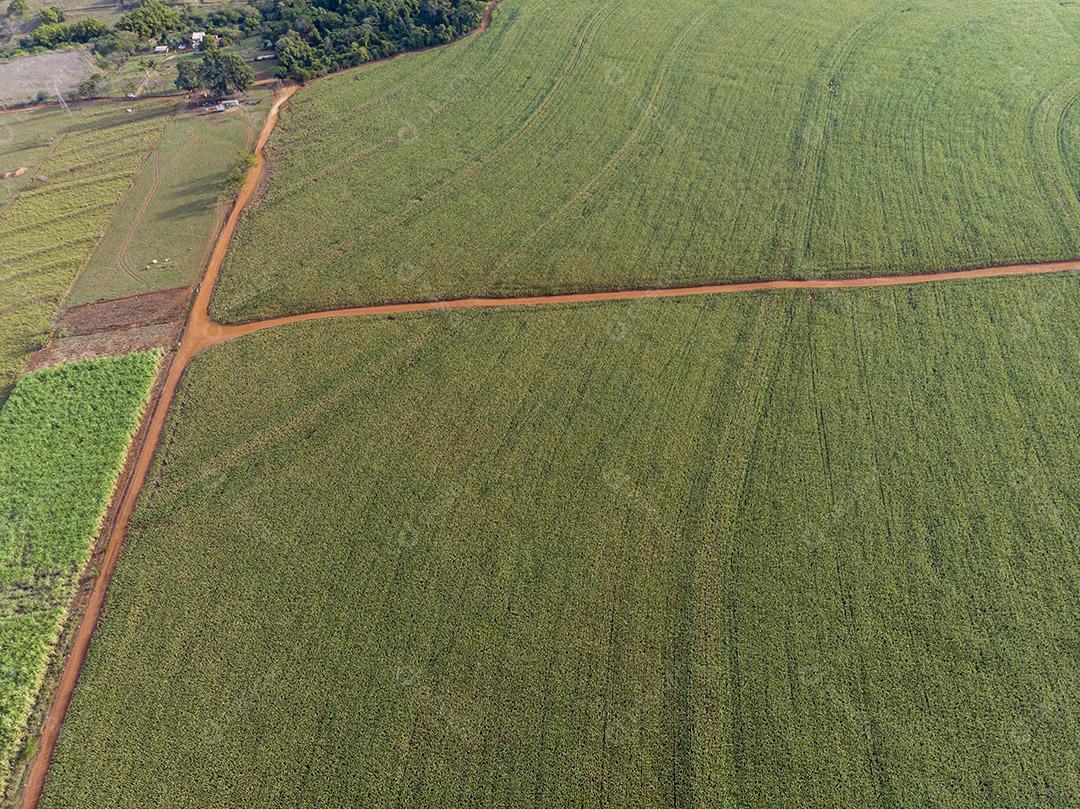 Campo plantaçao agropecuaria imagem JPG